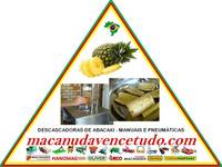 MACANUDA, A MARCA DA MÁQUINA! DESCASCADORA DE ABACAXI NO RIO GRANDE 
